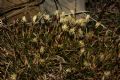 Carex humilis